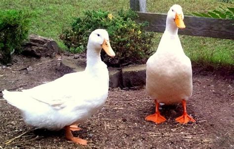 a male duck figgerits|A type of duck .